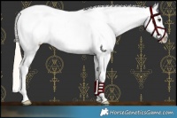 Horse Color:Palomino Roan Frame Near Fewspot 