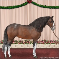 Horse Color:Bay Appaloosa  and Bay Splash Appaloosa 