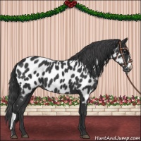 Horse Color:Black Appaloosa