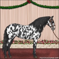 Horse Color:Black Appaloosa