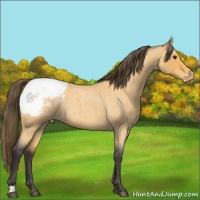 Horse Color:Buckskin Roan Appaloosa