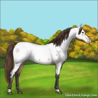 Horse Color:Buckskin Roan Appaloosa 