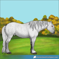 Horse Color:Silver Grullo Chinchilla Roan 