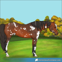 Horse Color:White Spotted Bay 
