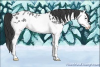 Horse Color:Blue Roan Splash Near Leopard Rabicano 