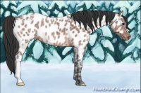 Horse Color:Bay Ice Roan Appaloosa Rabicano