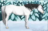 Horse Color:Blue Roan Splash Appaloosa Rabicano 