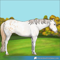 Horse Color:White Spotted Red Dun Splash Varnish 