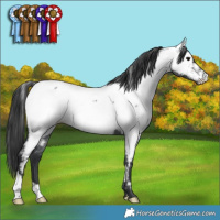 Horse Color:Blue Roan Appaloosa 