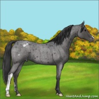 Horse Color:Blue Roan Appaloosa 