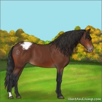 Horse Color:Bay Appaloosa 
