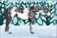 Horse Color:White Spotted Black Sabino Frame 