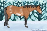 Horse Color:White Spotted Bay Sabino Frame 