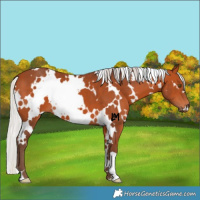 Horse Color:White Spotted Silver Bay 