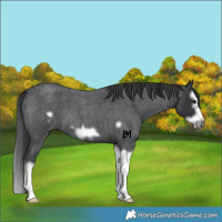 Horse Color:Blue Roan Splash Frame