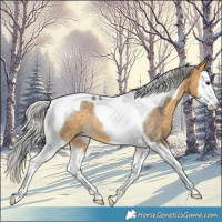 Horse Color:Silver Buckskin Roan Splash Tobiano 