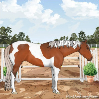 Horse Color:Silver Bay Tobiano
