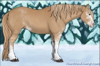 Horse Color:Chestnut Sabino 