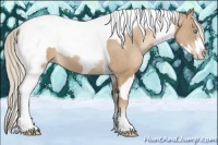 Horse Color:Chocolate Palomino Pearl Tobiano Frame  and Chocolate Palomino Pearl Tobiano Frame Rabicano 