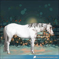 Horse Color:Liver Chestnut Tobiano Appaloosa 