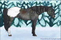 Horse Color:Black Appaloosa 
