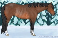 Horse Color:Bay Rabicano 