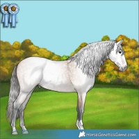 Horse Color:Gray Buckskin Roan Rabicano 