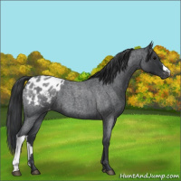 Horse Color:Blue Roan Appaloosa 
