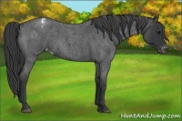 Horse Color:Blue Roan Appaloosa