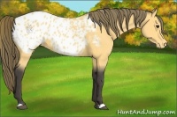 Horse Color:Buckskin Appaloosa 