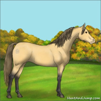 Horse Color:Buckskin Appaloosa 