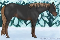 Horse Color:Liver Chestnut