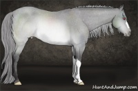 Horse Color:Buckskin Chinchilla Varnish 