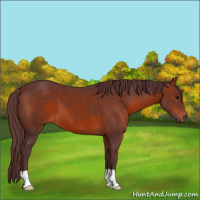 Horse Color:Chocolate Bay 