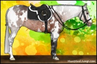 Horse Color:White Spotted Bay Rabicano 