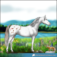 Horse Color:White Spotted Bay Tobiano Appaloosa Rabicano 