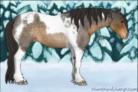 Horse Color:Buckskin Roan Tobiano Appaloosa