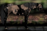 Horse Color:Void Bay Dun Splash Tobiano 