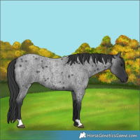Horse Color:Blue Roan Rabicano 