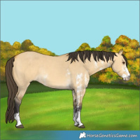 Horse Color:Buckskin Dun Sabino Rabicano
