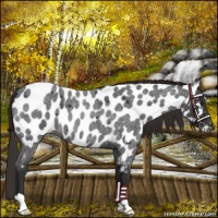 Horse Color:Liver Red Roan Appaloosa 
