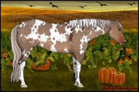 Horse Color:White Spotted Silver Brown Dun