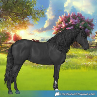 Horse Color:Black 