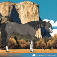 Horse Color:Grullo and Grullo