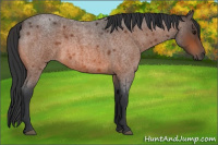 Horse Color:Unknown 