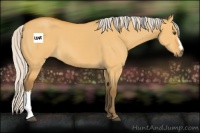 Horse Color:Silver Buckskin Dun