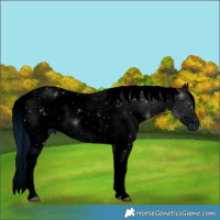 Horse Color:ERROR: UNKNOWN ANOMALY