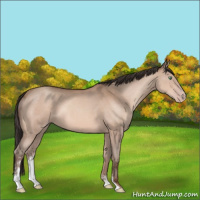 Horse Color:Sable Champagne Sabino 