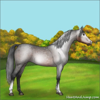 Horse Color:Gray White Spotted Brown Roan 