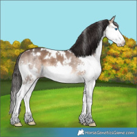 Horse Color:White Spotted Brown Dun Splash Rabicano 